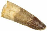 Fossil Spinosaurus Tooth - Real Dinosaur Tooth #293978-1